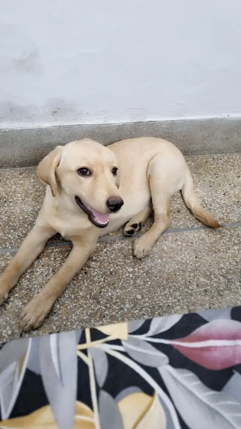 Labrador — photo 3