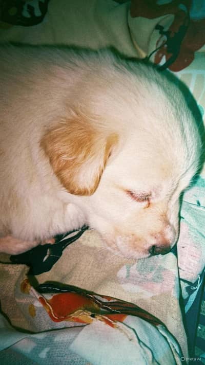 golden Labrador puppy