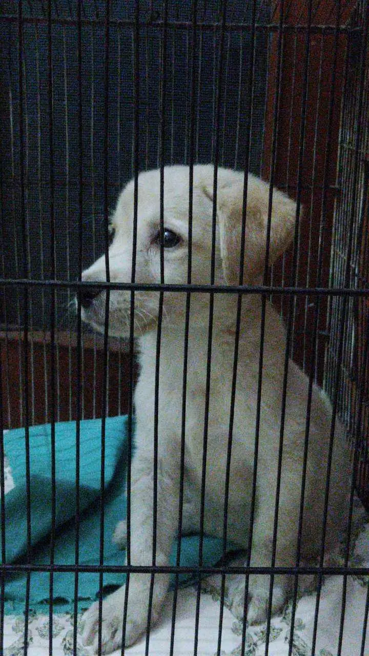 golden Labrador puppy — photo 3