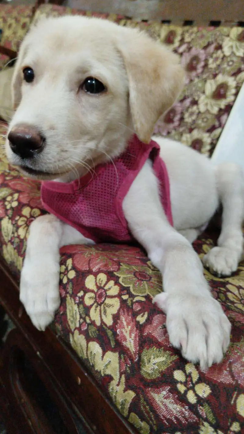 golden Labrador puppy — photo 5
