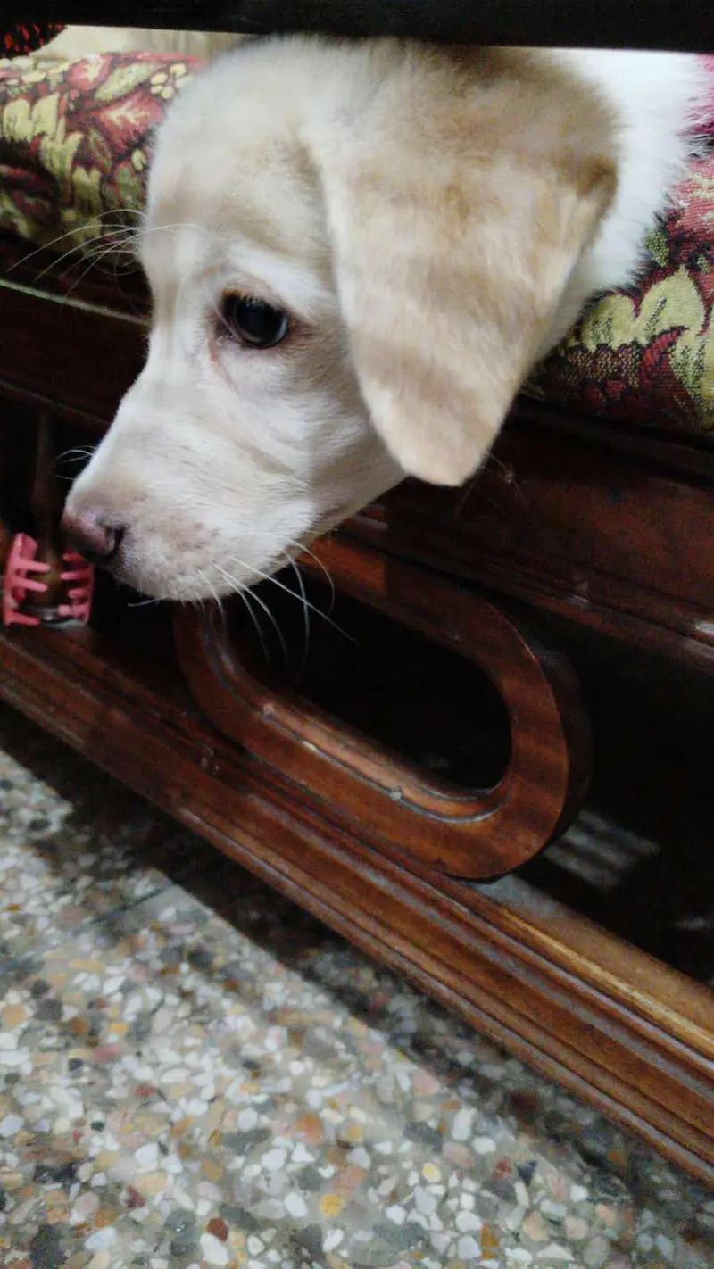 golden Labrador puppy — photo 6