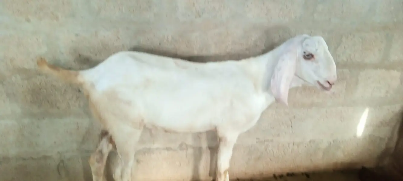 1 baqra 2 baqri — photo 4