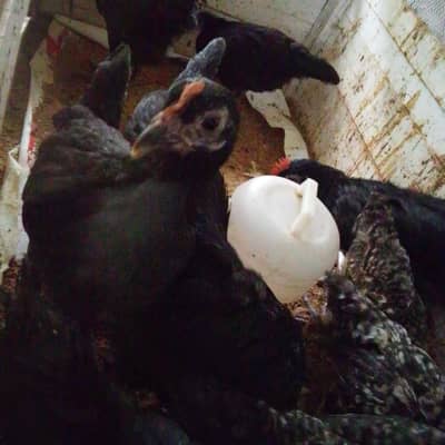 6 Week Old Pure Australorp Chicks - Healthy & Vaccinated