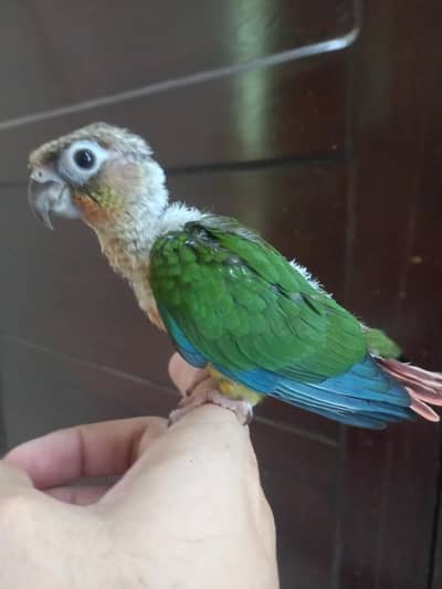 hand tammed conure parrots babe available