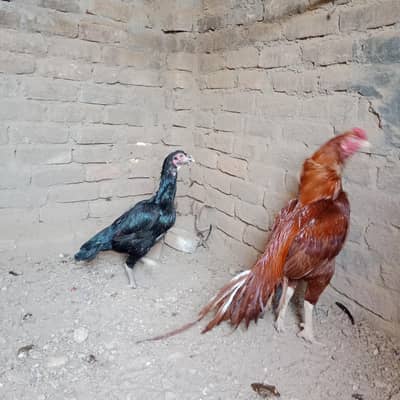 aseel pair black Madi or peela nar
