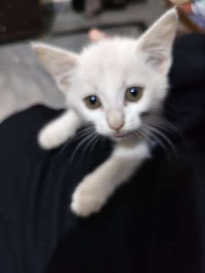 Persian cat in white colour price 6000Rs