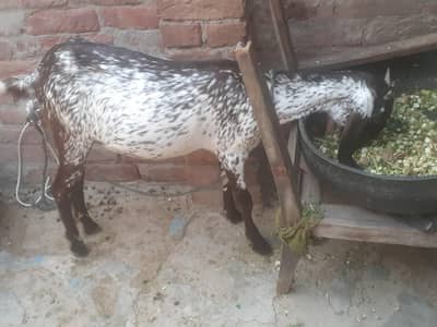 makhicheeni ghabbn bakri frist timer 1.5 month ghabn