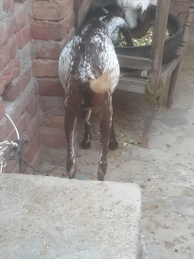 makhicheeni ghabbn bakri frist timer 1.5 month ghabn — photo 3