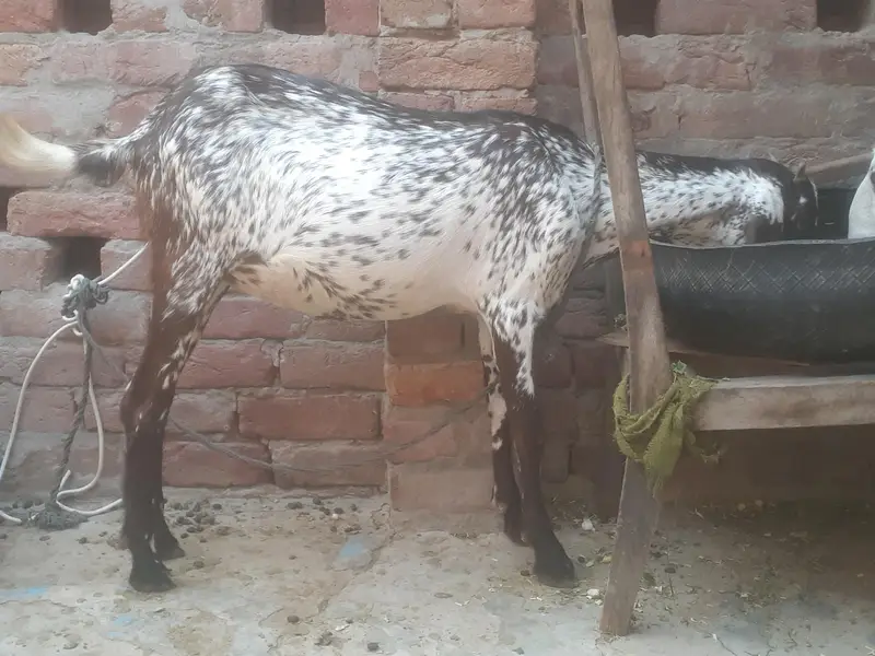makhicheeni ghabbn bakri frist timer 1.5 month ghabn — photo 4