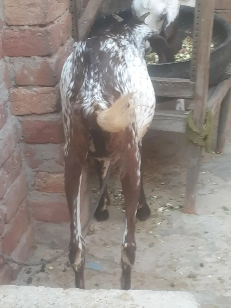 makhicheeni ghabbn bakri frist timer 1.5 month ghabn — photo 5