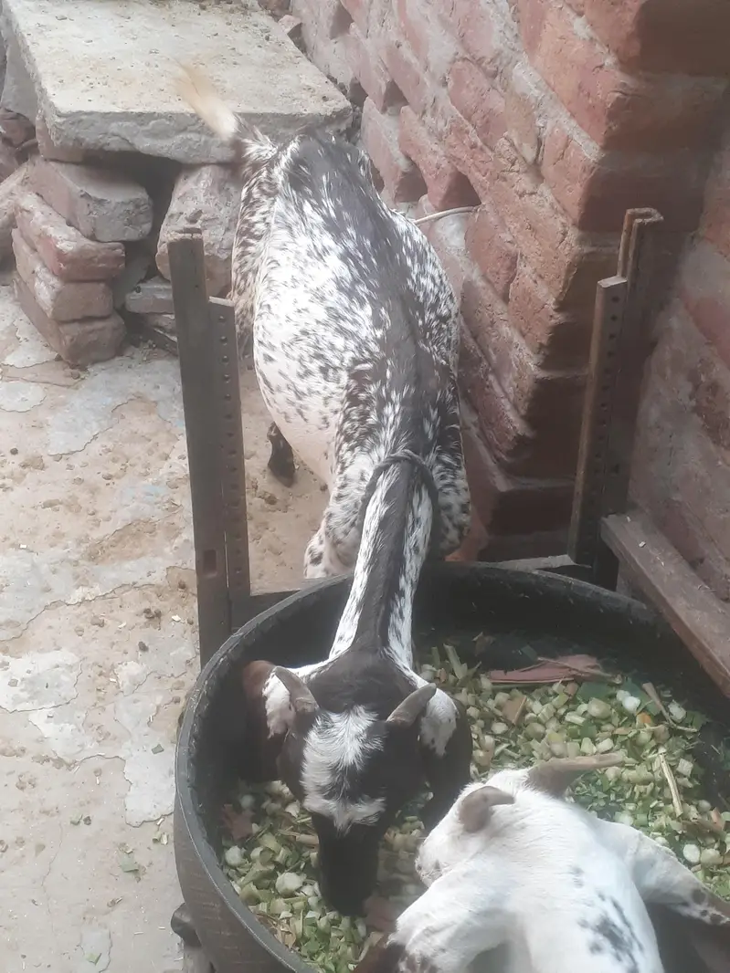 makhicheeni ghabbn bakri frist timer 1.5 month ghabn — photo 6