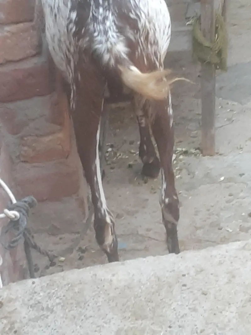 makhicheeni ghabbn bakri frist timer 1.5 month ghabn — photo 7