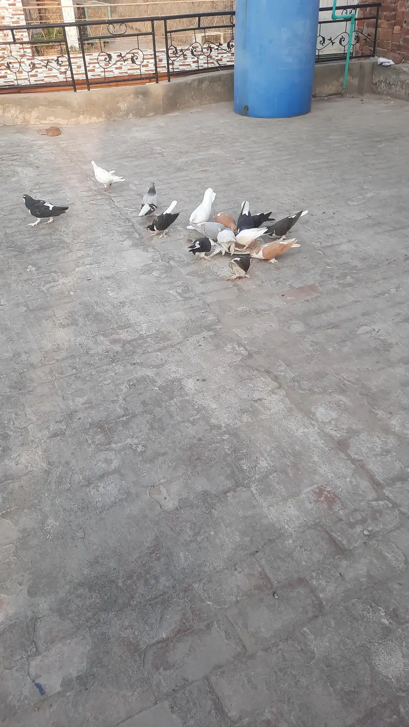 sherazi/fancy pigeons — photo 6
