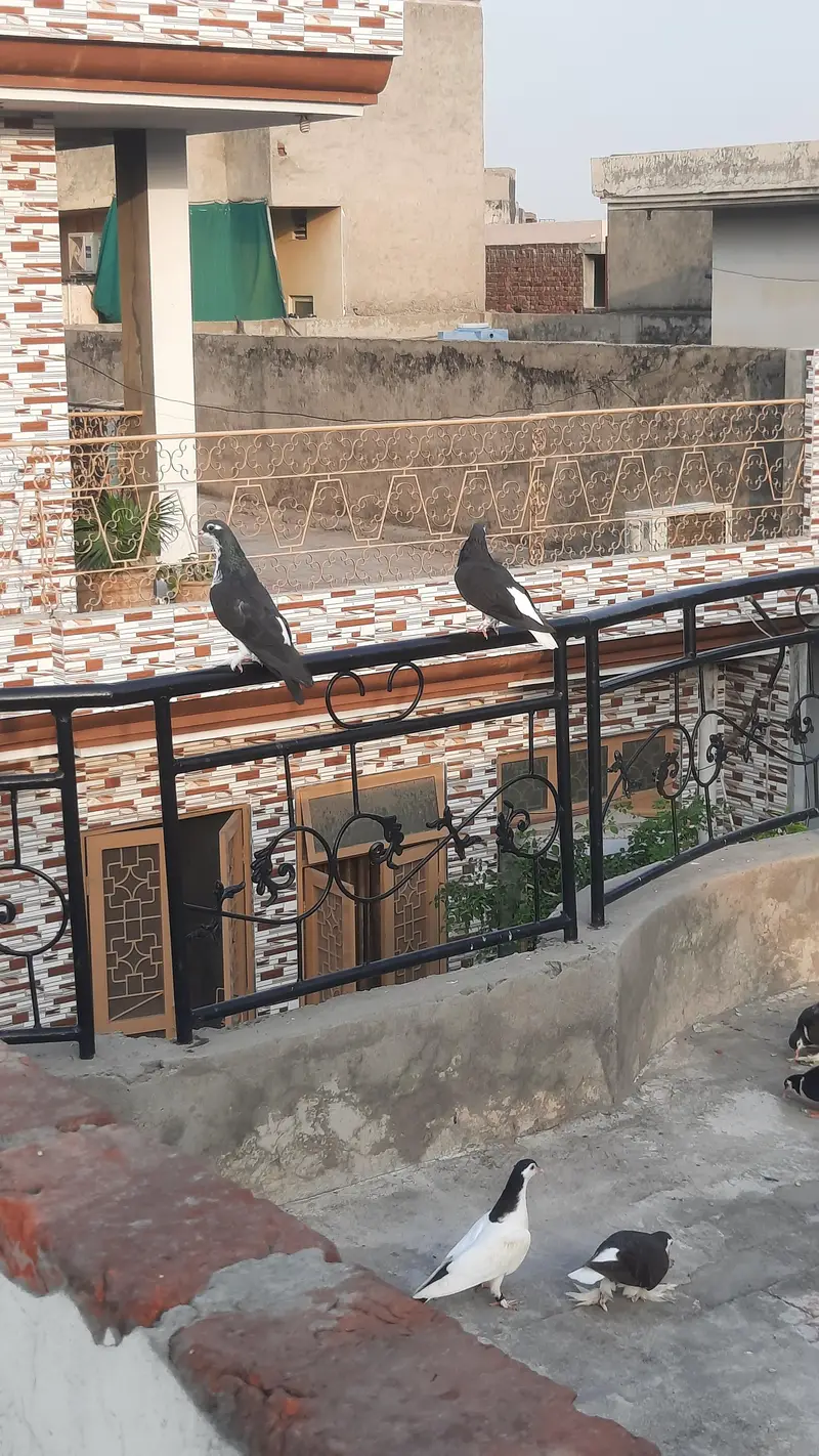 sherazi/fancy pigeons — photo 7
