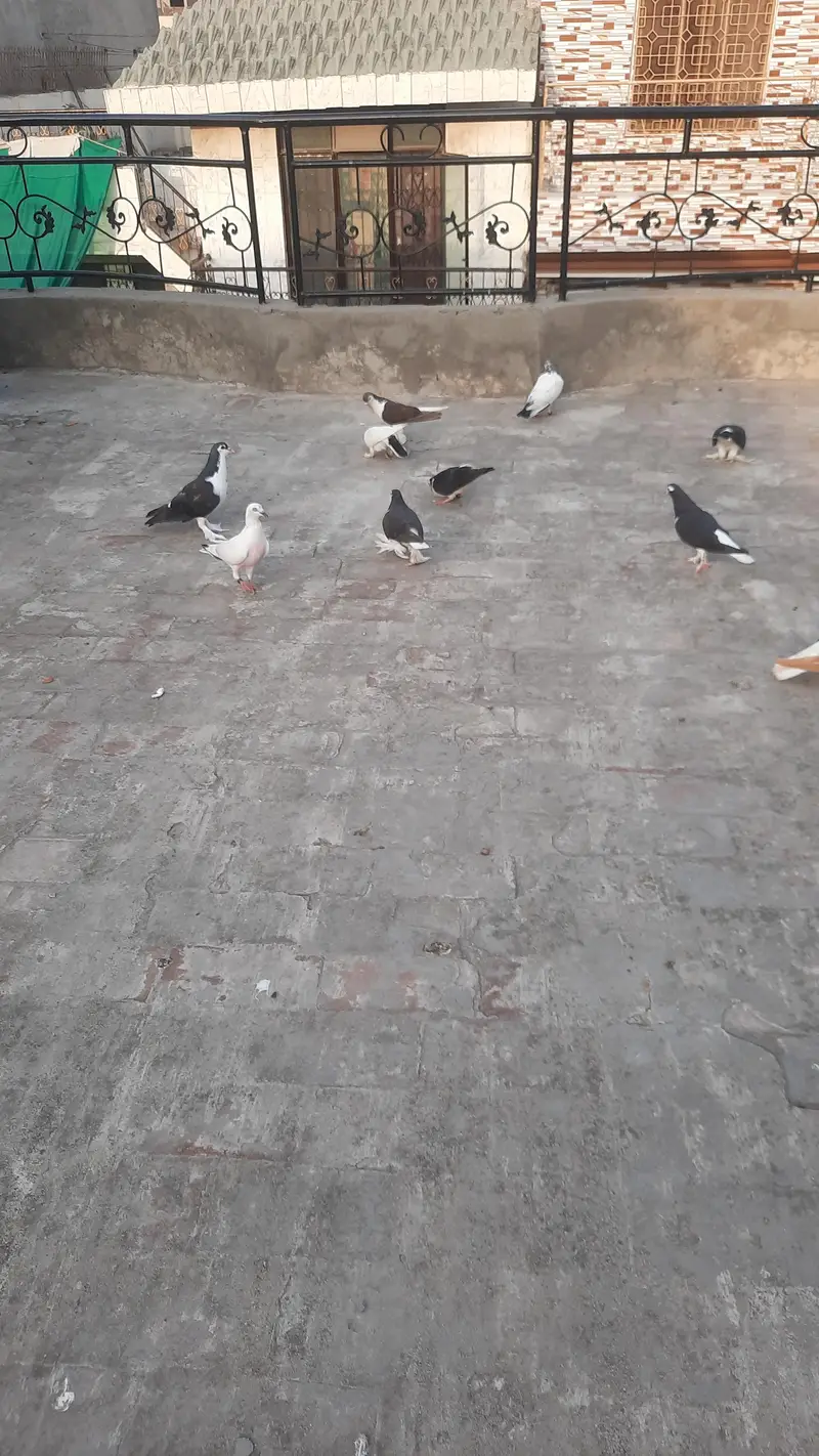sherazi/fancy pigeons — photo 8