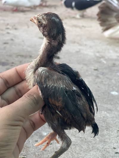 7 Aseel chicks