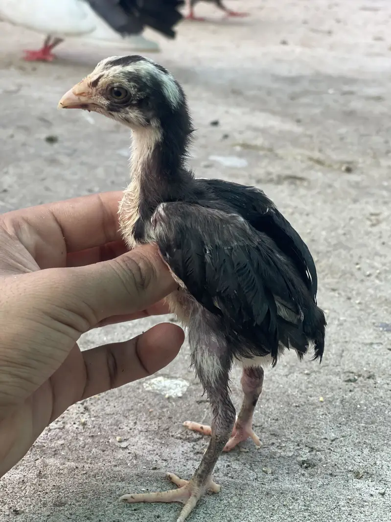 7 Aseel chicks — photo 2
