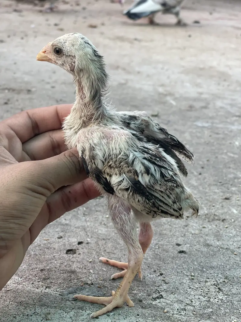7 Aseel chicks — photo 3