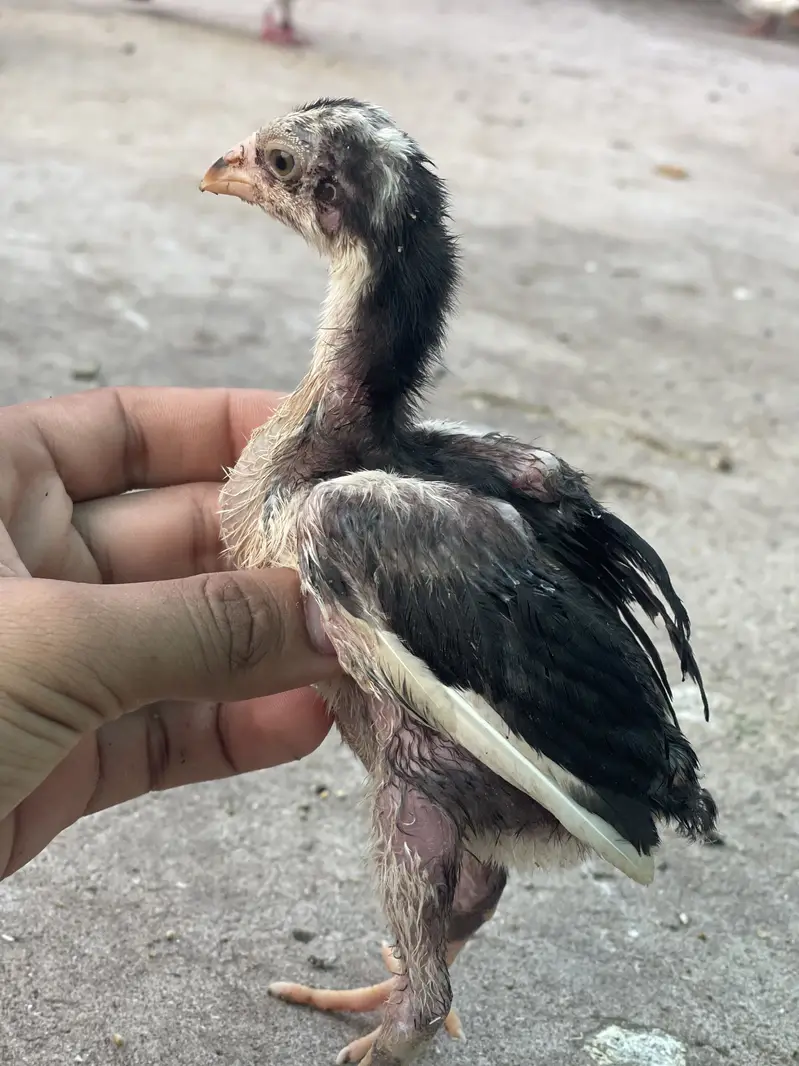 7 Aseel chicks — photo 4
