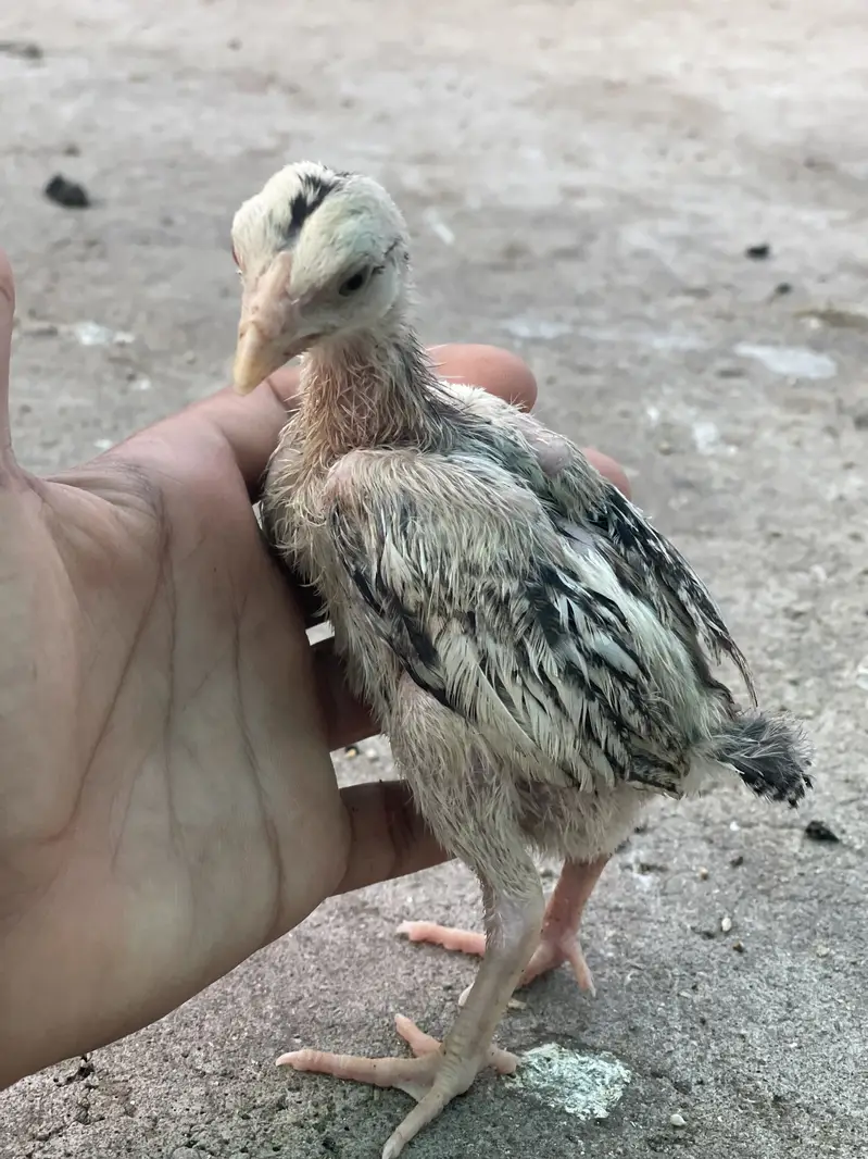 7 Aseel chicks — photo 5