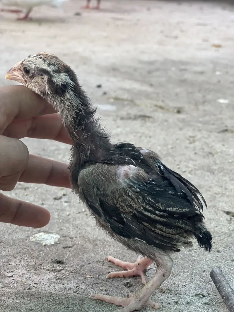 7 Aseel chicks — photo 6