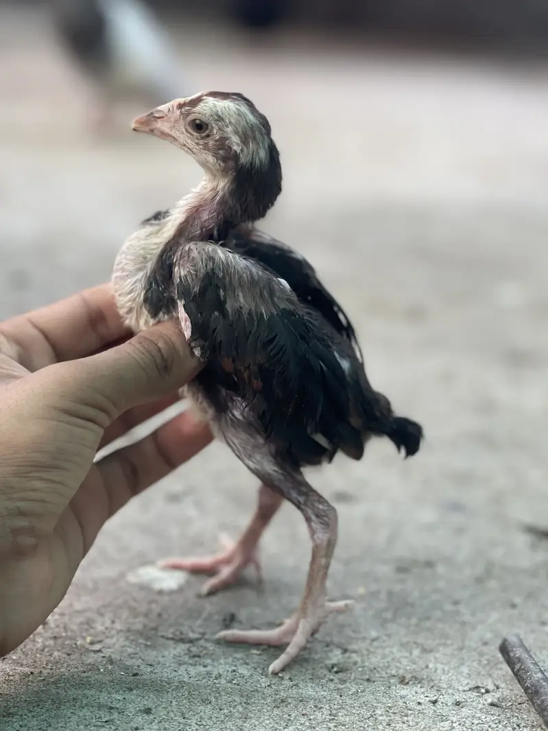 7 Aseel chicks — photo 7