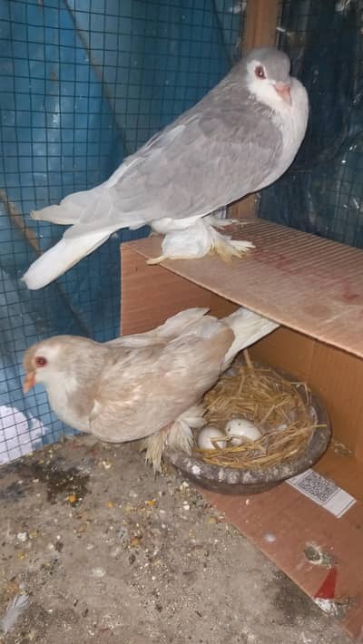 European sherazi confirm breeder pair for sale