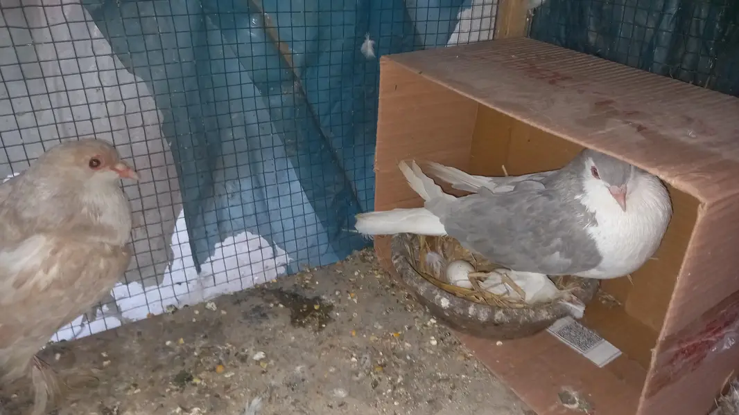 European sherazi confirm breeder pair for sale — photo 3