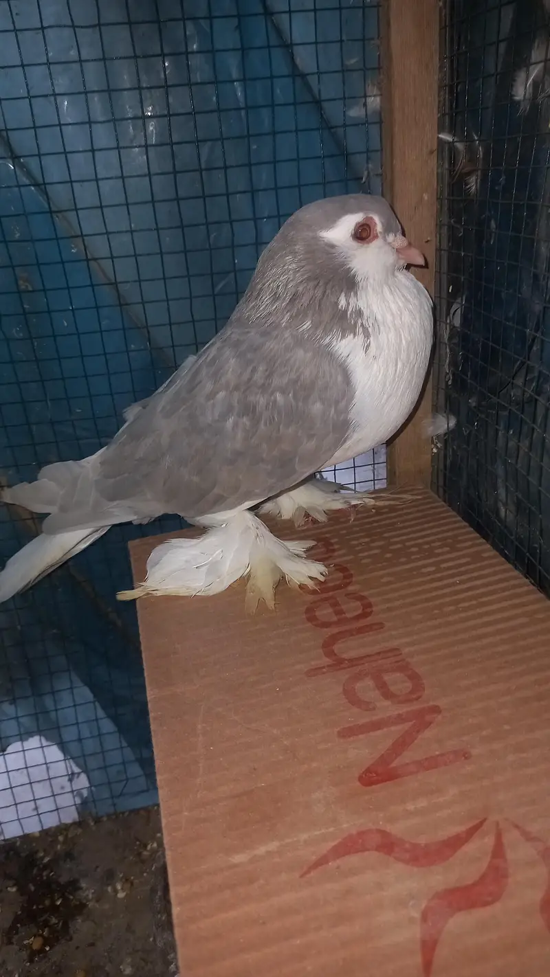 European sherazi confirm breeder pair for sale — photo 4