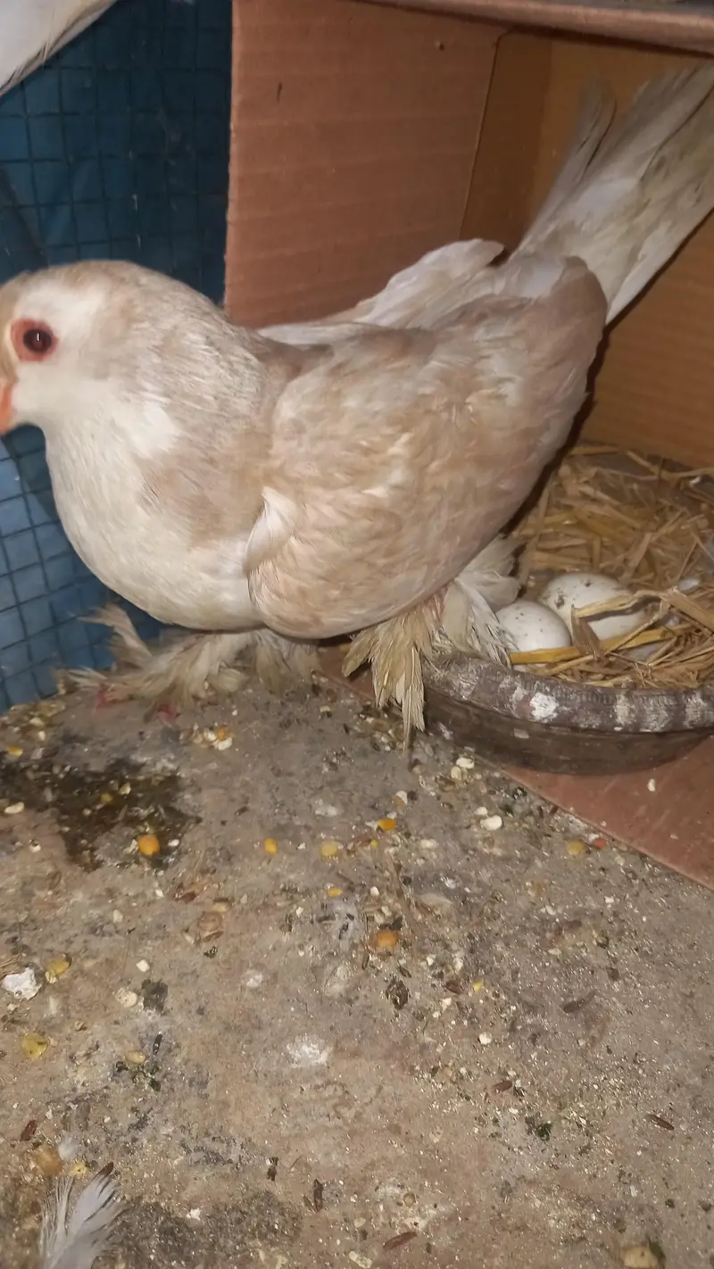 European sherazi confirm breeder pair for sale — photo 6