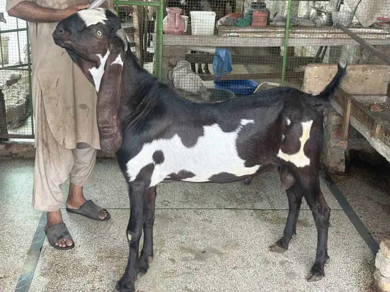Amirtsari Breeder Bakra for sale — photo 4