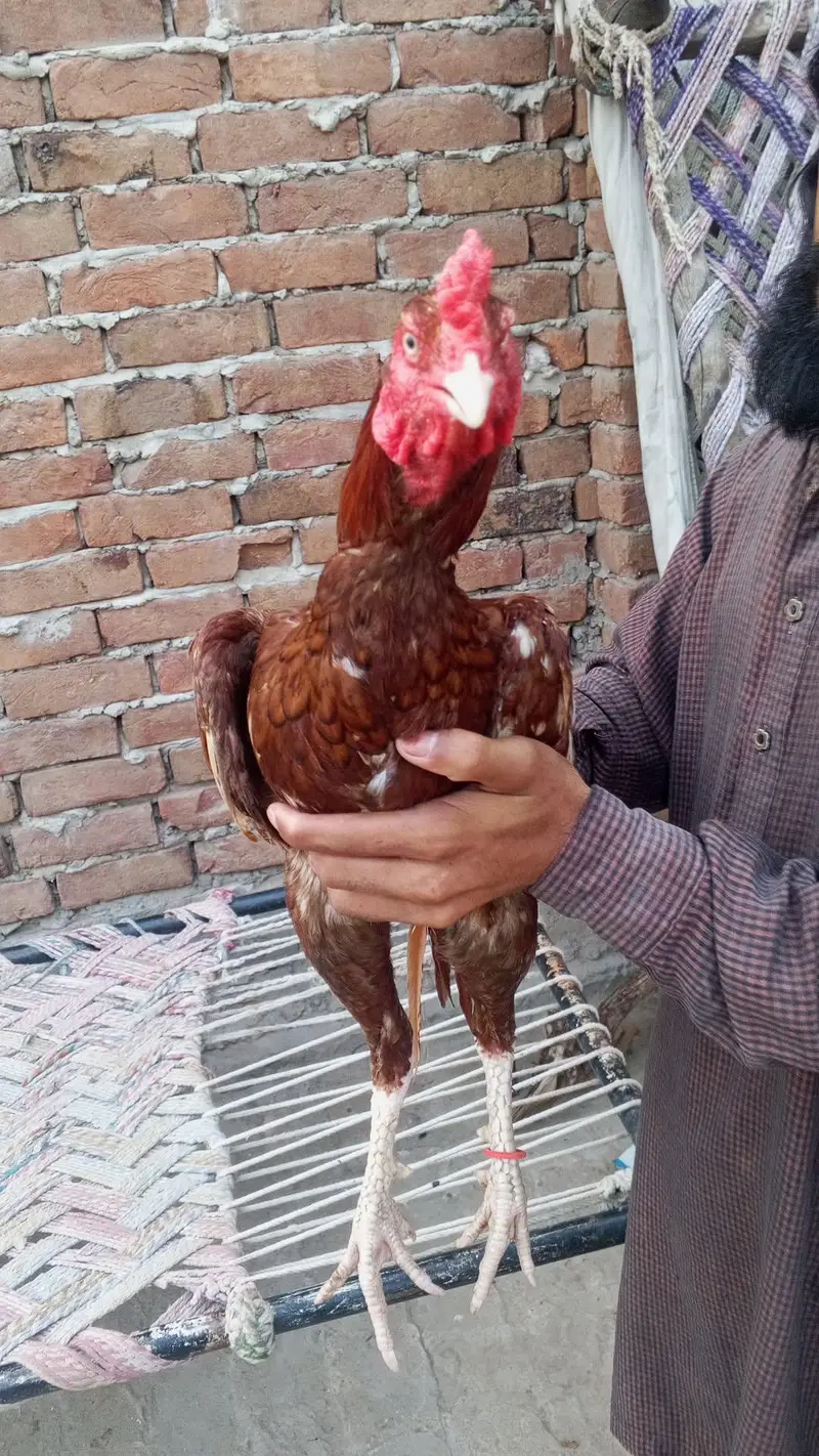 aseel murga — photo 2