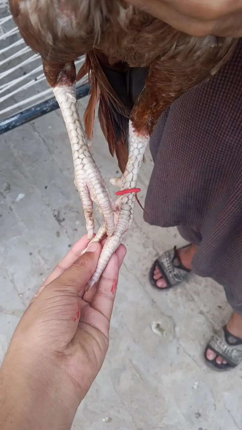 aseel murga — photo 3