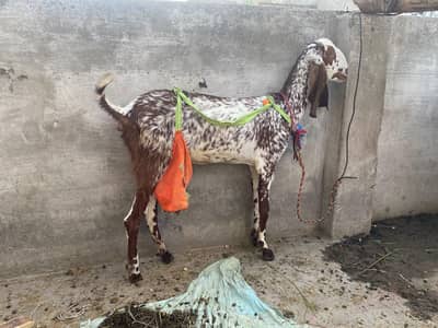 ek bakr sath oska bach or ek phat WhatsApp number 0320 4633225