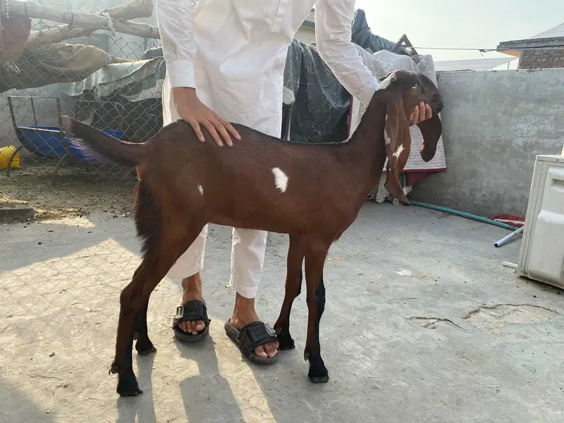 ek bakr sath oska bach or ek phat WhatsApp number 0320 4633225 — photo 3