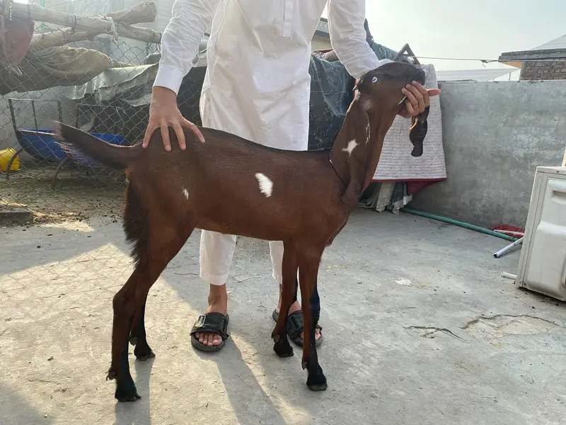 ek bakr sath oska bach or ek phat WhatsApp number 0320 4633225 — photo 6
