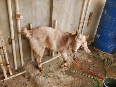 Tapri Goat for sale