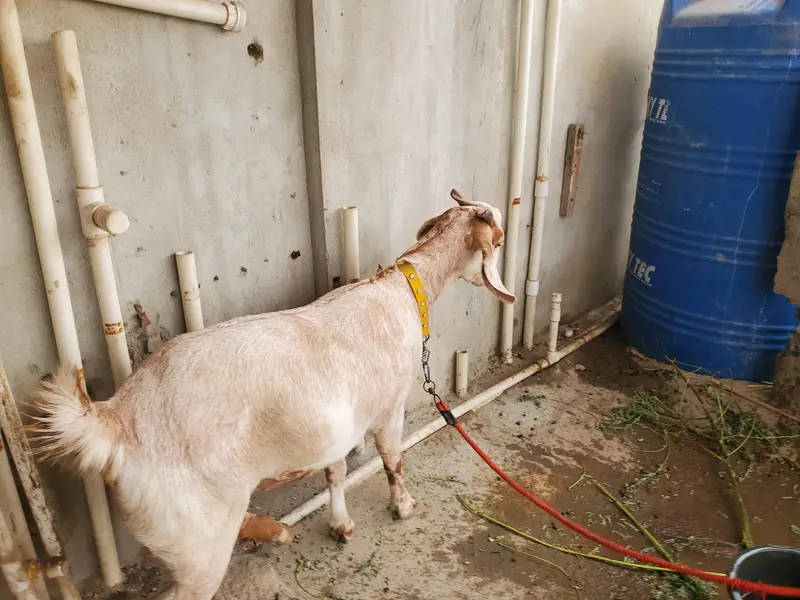Tapri Goat for sale — photo 2