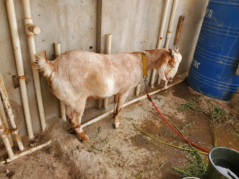 Tapri Goat for sale — photo 3
