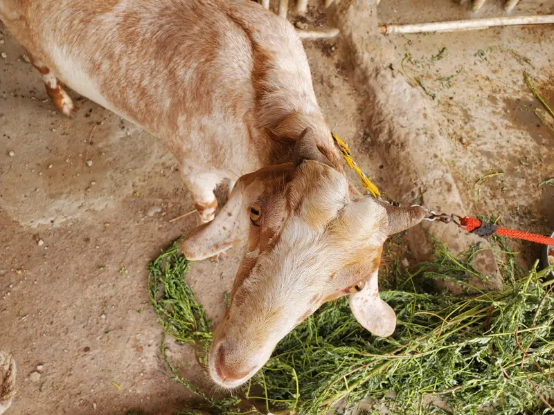 Tapri Goat for sale — photo 4