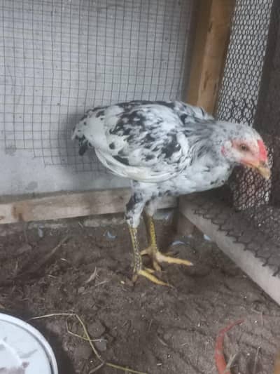 aseel cheeni madi for sale