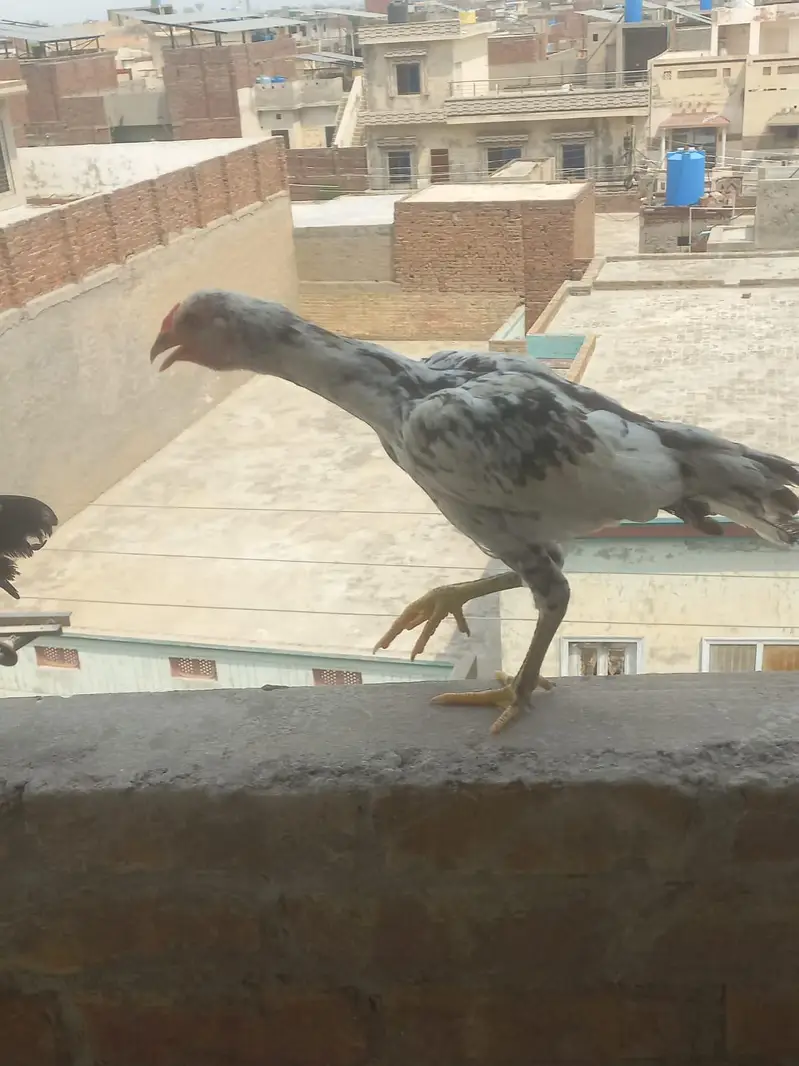 aseel cheeni madi for sale — photo 2