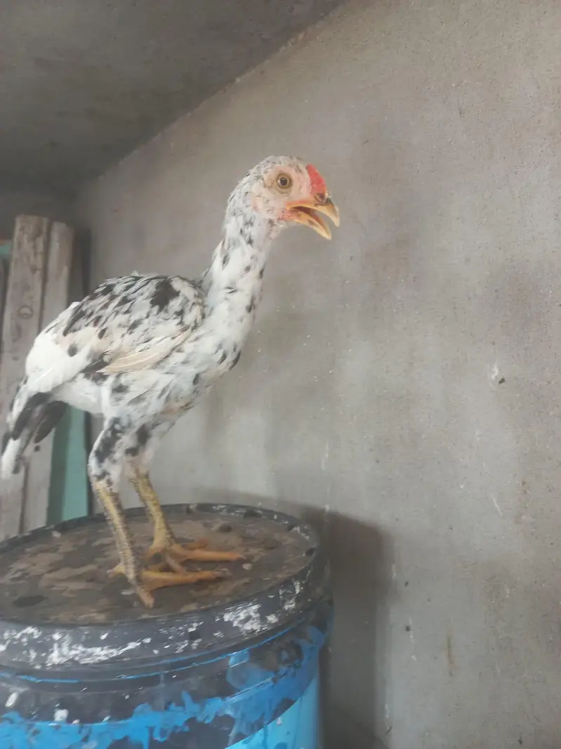aseel cheeni madi for sale — photo 3