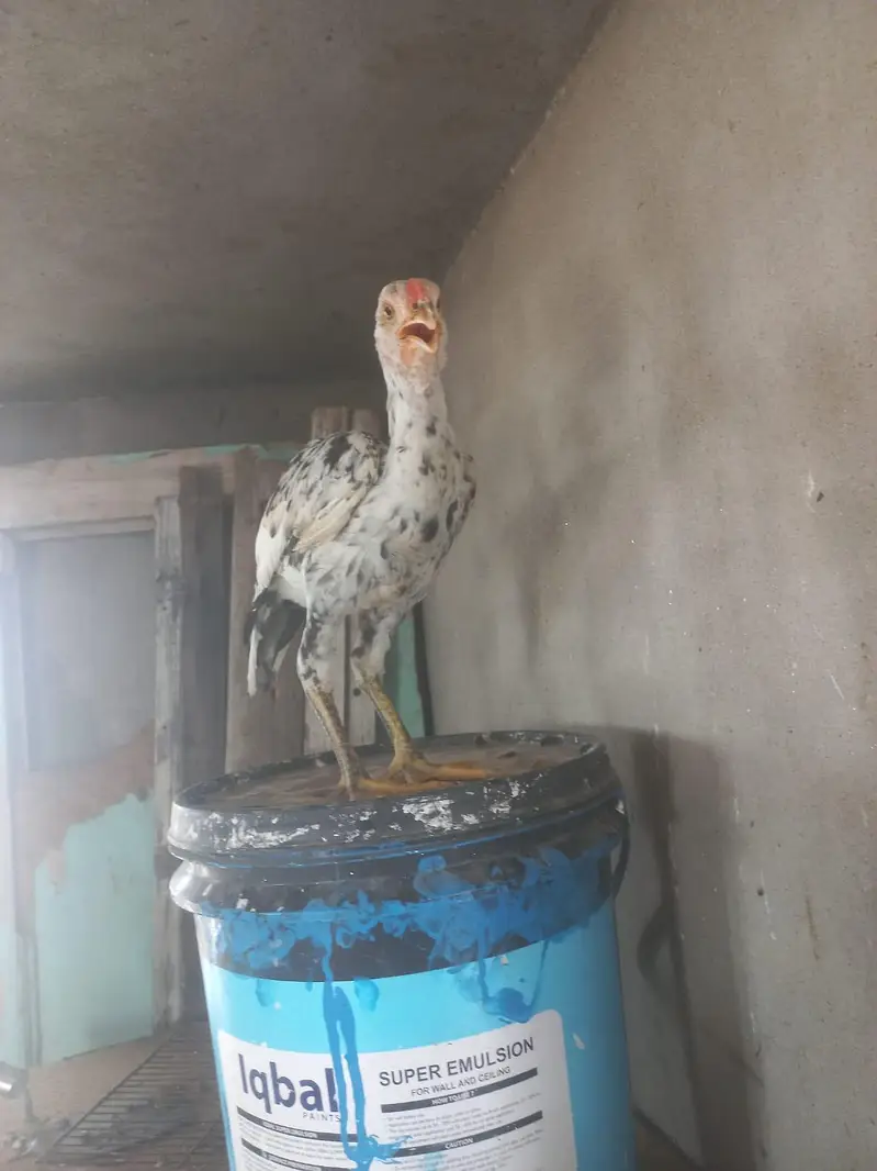 aseel cheeni madi for sale — photo 4
