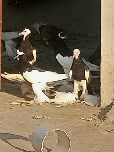 Black Magpai Reverse breeder chicks for Sale