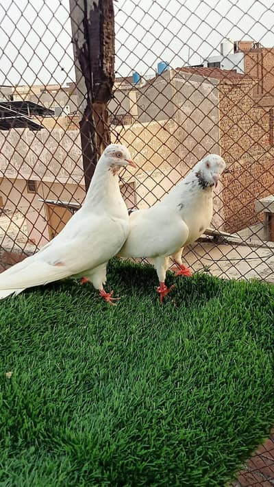 pegions pairs breeders