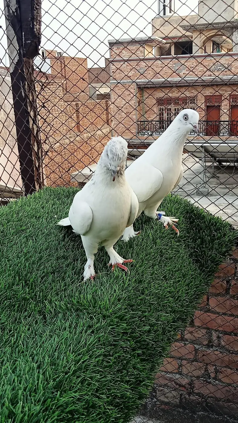 pegions pairs breeders — photo 2