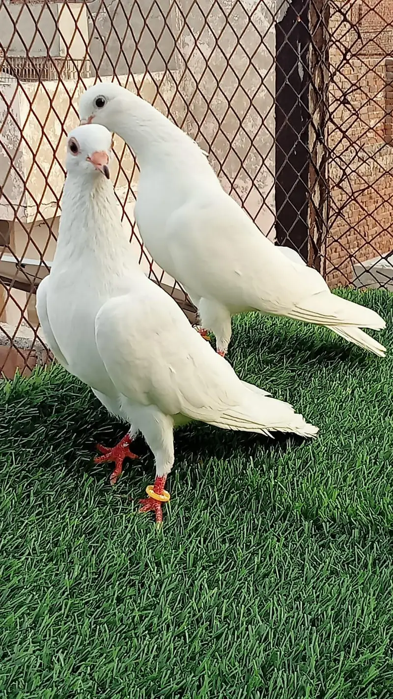 pegions pairs breeders — photo 3