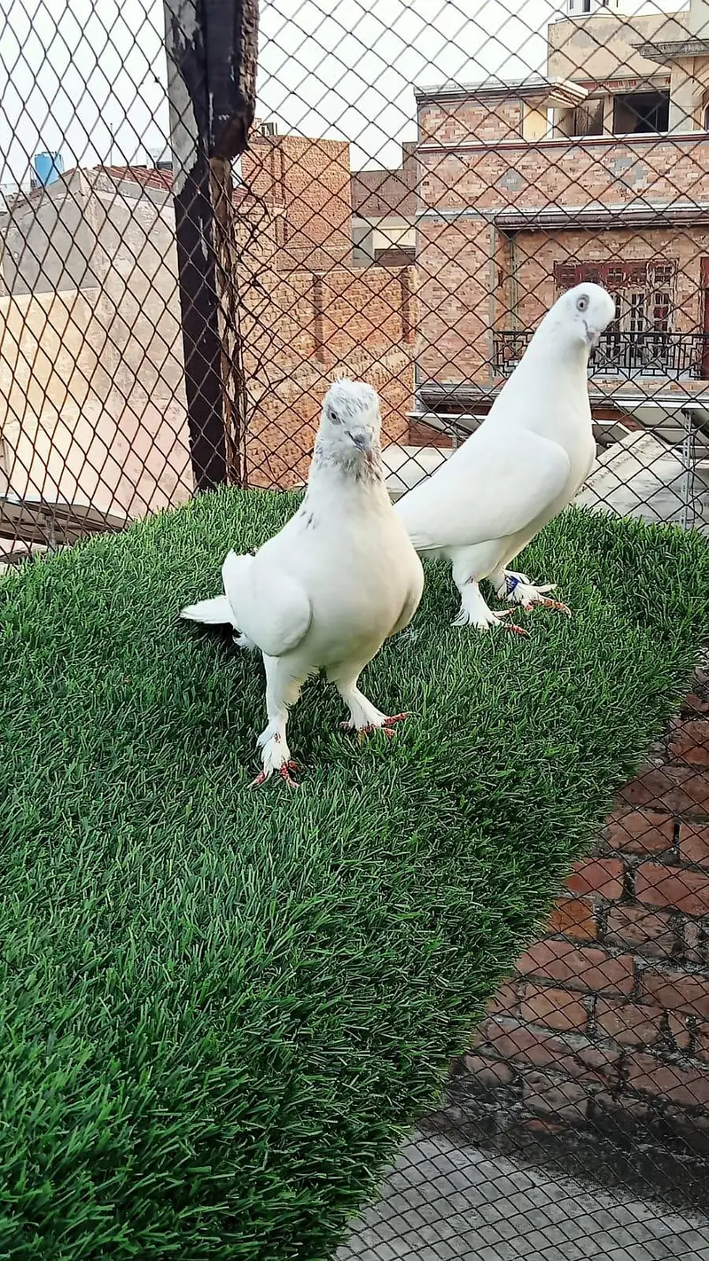 pegions pairs breeders — photo 4