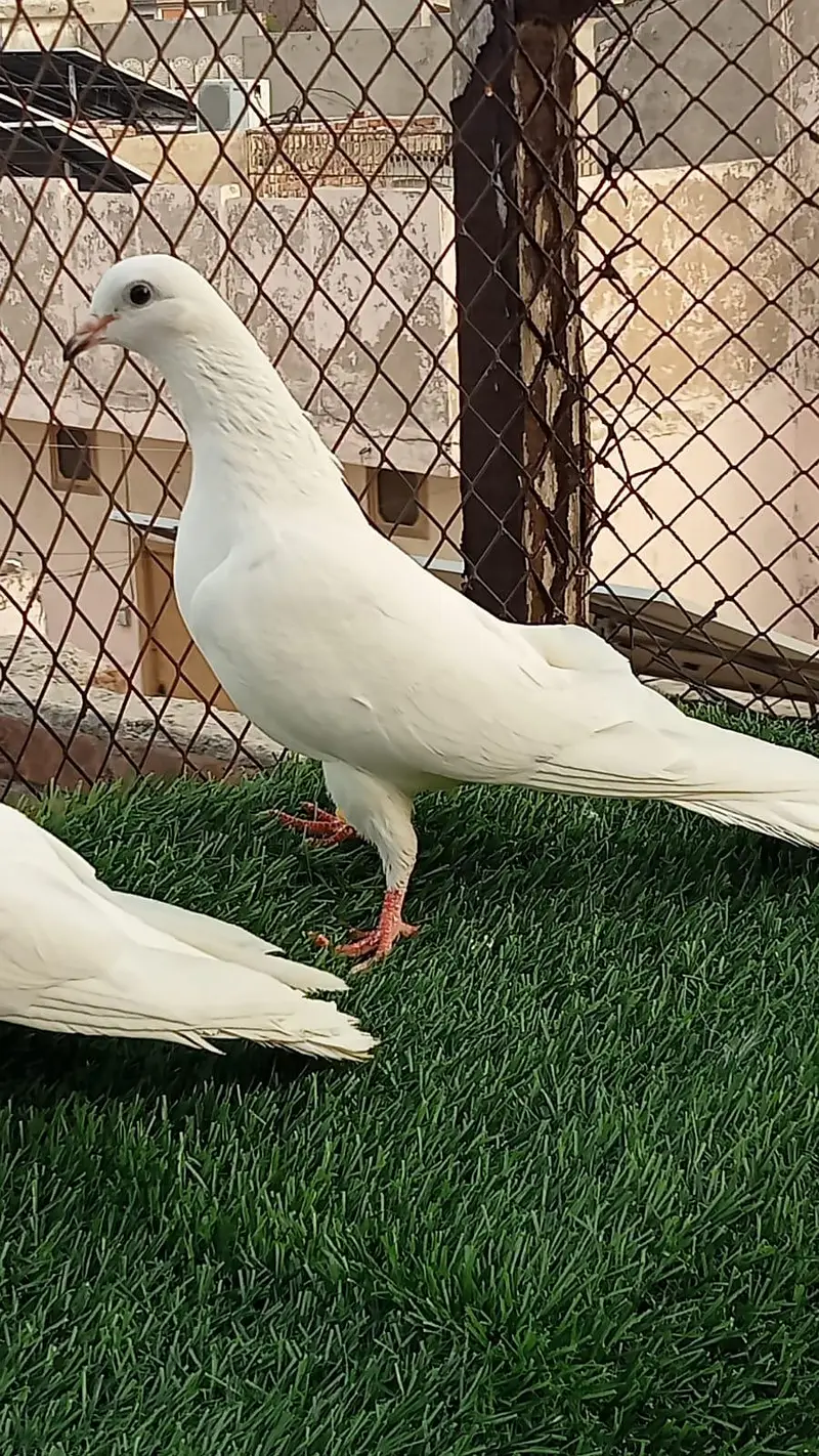 pegions pairs breeders — photo 5